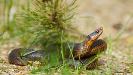 Young Vipera berus, the common European adder or common European viper, captured in Oka state reserve, Russia
