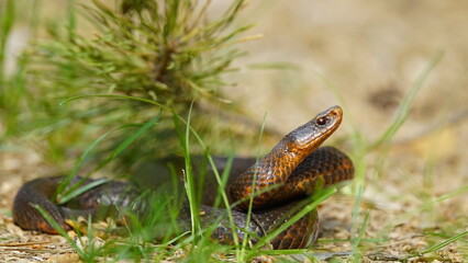Young Vipera berus, the common European adder or common European viper, captured in Oka state reserve, Russia