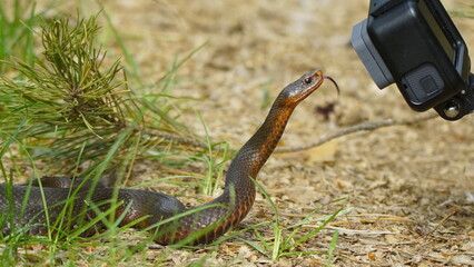 Fototapeta premium Young Vipera berus, the common European adder or common European viper, captured in Oka state reserve, Russia
