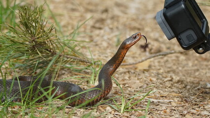 Young Vipera berus, the common European adder or common European viper, captured in Oka state...