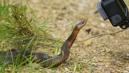 Young Vipera berus, the common European adder or common European viper, captured in Oka state...