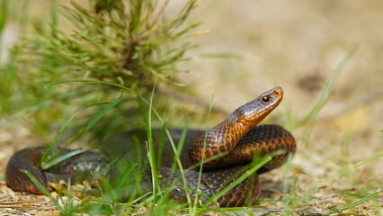 Young Vipera berus, the common European adder or common European viper, captured in Oka state reserve, Russia