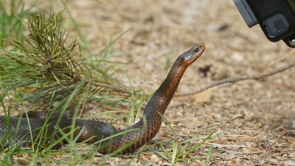 Young Vipera berus, the common European adder or common European viper, captured in Oka state reserve, Russia