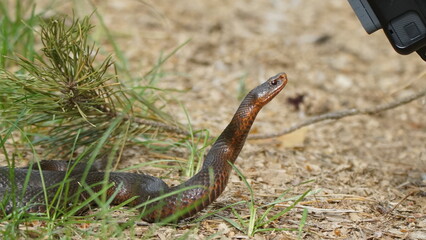 Obraz premium Young Vipera berus, the common European adder or common European viper, captured in Oka state reserve, Russia