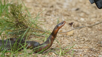 Young Vipera berus, the common European adder or common European viper, captured in Oka state reserve, Russia