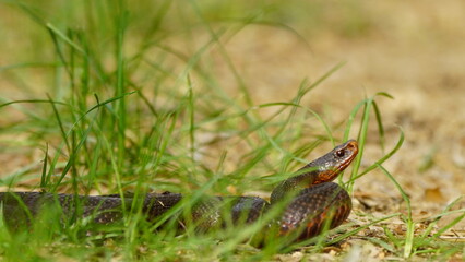 Young Vipera berus, the common European adder or common European viper, captured in Oka state reserve, Russia