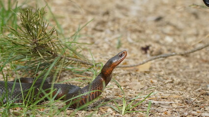 Young Vipera berus, the common European adder or common European viper, captured in Oka state reserve, Russia