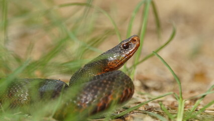 Young Vipera berus, the common European adder or common European viper, captured in Oka state reserve, Russia