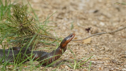 Young Vipera berus, the common European adder or common European viper, captured in Oka state reserve, Russia