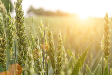 Green wheat rye landscape in sun day. Golden harvest background. Bread plant agriculture farm...