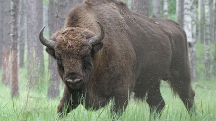 European bison (Bison bonasus), also known as the wisent, the zubr, or the European wood bison,...