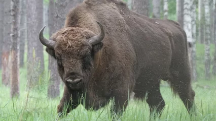 Fototapeten European bison (Bison bonasus), also known as the wisent, the zubr, or the European wood bison, captured in Oka Nature Reserve, Russia © adventure