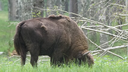 European bison (Bison bonasus), also known as the wisent, the zubr, or the European wood bison,...