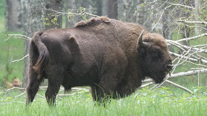 European bison (Bison bonasus), also known as the wisent, the zubr, or the European wood bison, captured in Oka Nature Reserve, Russia