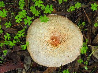 Blushing Wood Mushroom (Agaricus sylvaticus)