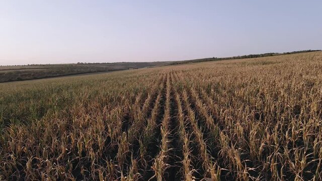 Large aerial frame filmed with a drone, showing a cornfield severely affected by drought. Drought of 2020 that seriously affects farmers. 4k video with drone.