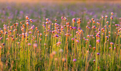 Czosnek kątowaty Allium angulosum na zachodzącej łące - fioletowe kwiaty na łące © PeterG