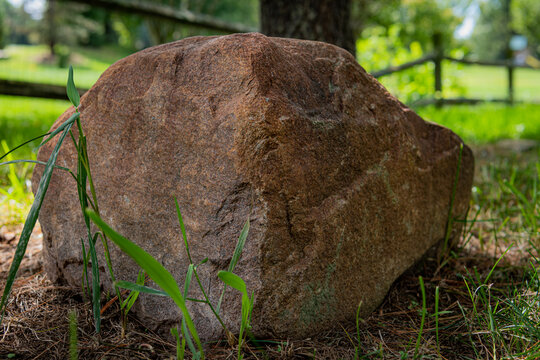 A large brown weathered stone stately resting at the base of a backyard pine tree.
