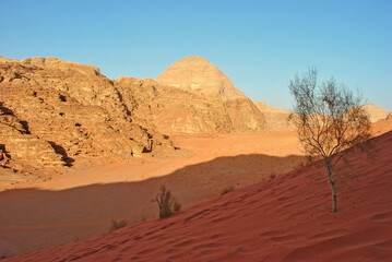 Fototapeta na wymiar Sand dune with small tree in the desert