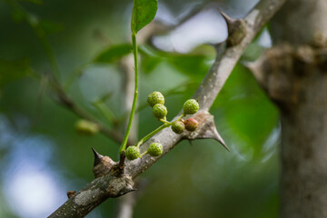 Green berries of Zanthoxylum americanum, Prickly ash ( Sichuan pepper) a spiny tree with prickly branches. Close-up in natural sunlight. Nature concept for design. There is a place for text.