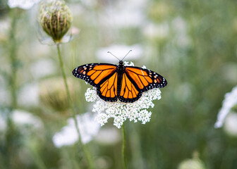 monarch butterfly on a flower