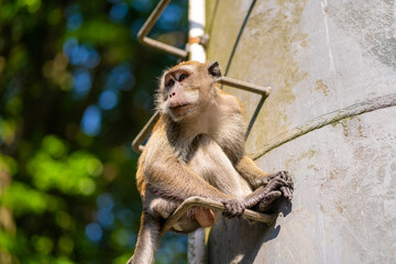 The monkey is sitting on the metal steps of the pipe.