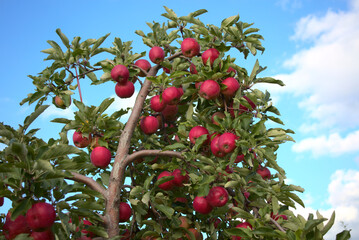 red apples in tree organic fruits orchard