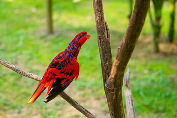 Incredibly beautiful fiery red tropical parrot. a