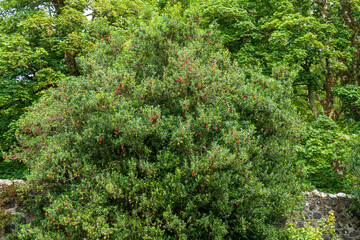 Laternenbaum,  Crinodendron hookerianum mit kleinen roten Lampion Blüten