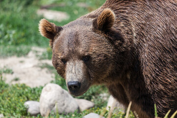 Montana Grizzly Bear