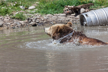 Grizzly Bear Splashing Water
