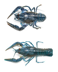 Two blue crayfishes isolated on white, top view