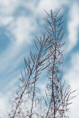 Flowers and grass in autumn, sepia and blue