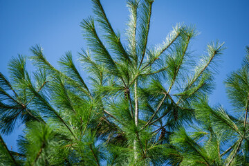Fototapeta premium Close-up of beautiful top of white pine Pinus strobus with cones in landscaped green garden. Original texture of natural pine greenery. Theme with pine for natural design from a forest or garden.
