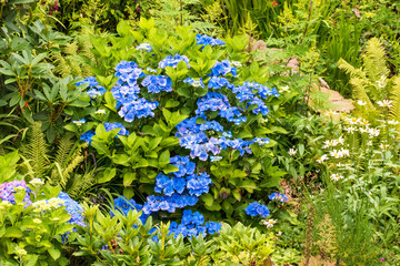 Hortensie Blüte in blau mit grünem Hintergrund