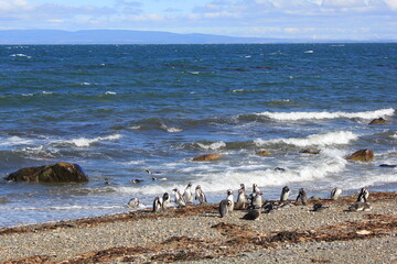 Magellanic Penquins on the coast of Chili