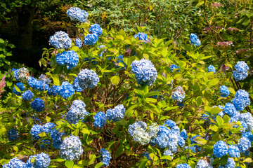 Hortensie Blüte in blau mit grünem Hintergrund