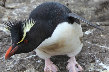 Rockhopper Penguins on the coast of the Falkland Islands