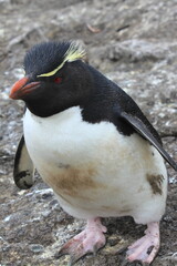 Naklejka premium Rockhopper Penguins on the coast of the Falkland Islands