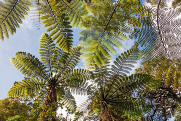 Giant Tree Ferns in New Zealand