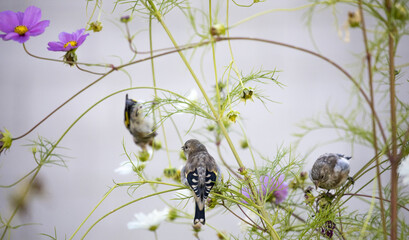 Admirable shot of birds sitting on a flowering plant - perfect for wallpaper