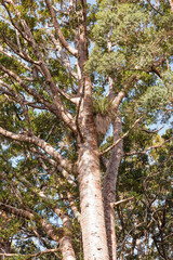 Obraz premium Under a Kauri Tree