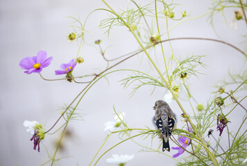 Admirable shot of a bird sitting on a flowering plant - perfect for wallpaper