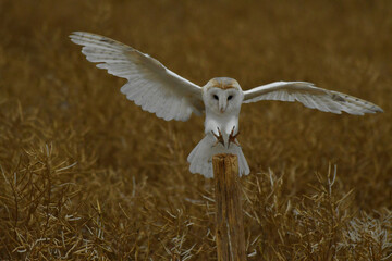 Barn owl in flight