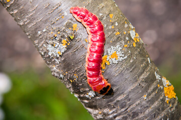 The bright colourful caterpillar creeps on a tree