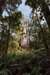 Fototapeta premium Te Matua Ngahere, the giant Kauri Tree in rainforest
