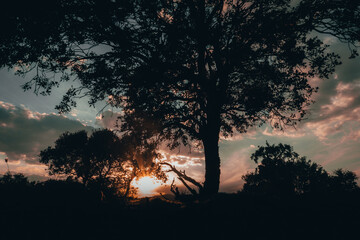 Atardecer en el campo con silueta a contraluz de un arbol