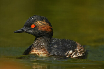 Black necked grebe on the water portrait
