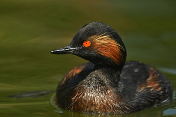 Black necked grebe on the water portrait
