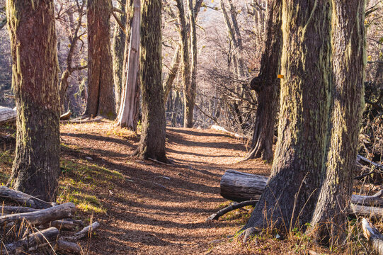 Camino en bosque patag&oacute;nico, Argentina.